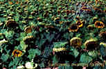 Sunflowers - Contamina, Aragon - September 2000 - copyright J McNeill